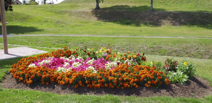 Première fleur pour Rocroi
